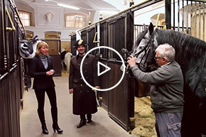 THUMBNAIL Lipizzaner Stallions in stables